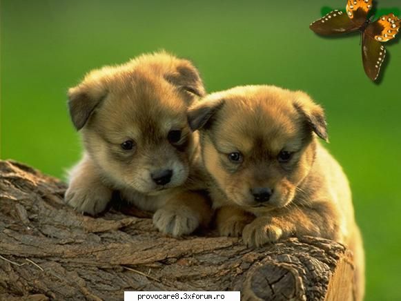 Poze cu animale. - Cristian(administrator) - Poze.