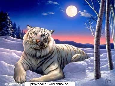 Poze cu animale. - Cristian(administrator) - Poze.