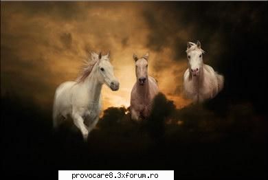 Poze cu animale. - Cristian(administrator) - Poze.