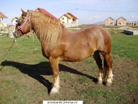 Poze cu animale. - Cristian(administrator) - Poze.