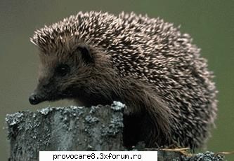 Poze cu animale. - Cristian(administrator) - Poze.