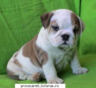 Poze cu animale. - Cristian(administrator) - Poze.