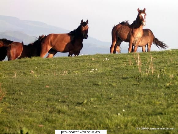 Poze cu animale. - Cristian(administrator) - Poze.