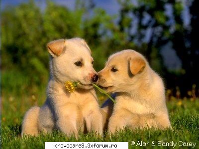 Poze cu animale. - Cristian(administrator) - Poze.