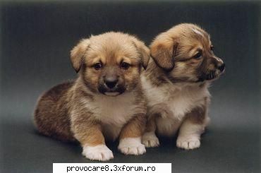 Poze cu animale. - Cristian(administrator) - Poze.