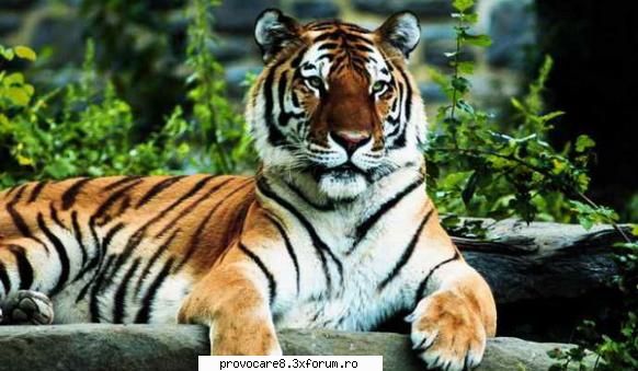 Poze cu animale. - Cristian(administrator) - Poze.