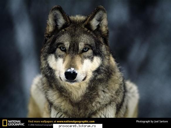 Poze cu animale. - Cristian(administrator) - Poze.