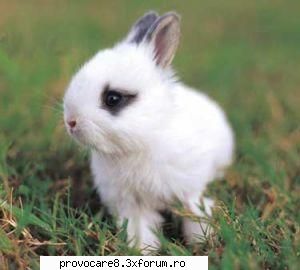 Poze cu animale. - Cristian(administrator) - Poze.