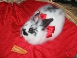 Poze cu animale. - Cristian(administrator) - Poze.