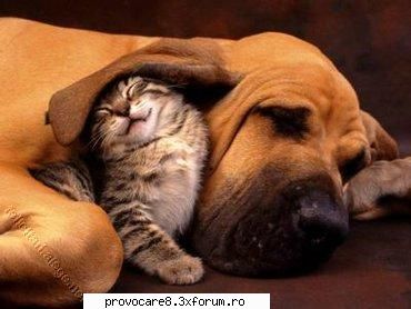 Poze cu animale. - Cristian(administrator) - Poze.