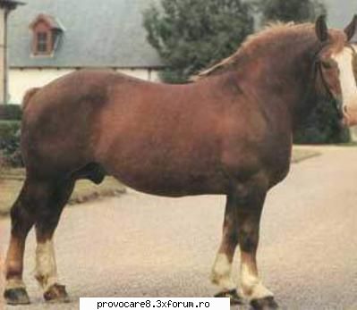 Poze cu animale. - Cristian(administrator) - Poze.