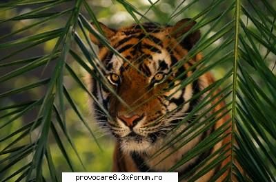 Poze cu animale. - Cristian(administrator) - Poze.