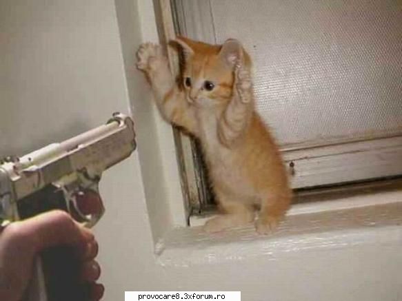 :cool: poze funny